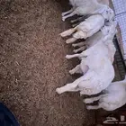 طليان حريه مناسبات وثلاجه