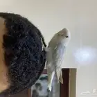 روز اليف