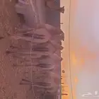قعدان مستورده تربيه للبيع