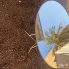 مرايا دائريه