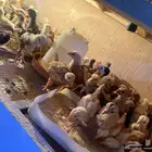 صوص دجاج بلدي