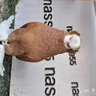 فرايد حمام زينه عرض مغري (( تم البيع ))