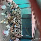 دجاج بلدي