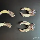 ناب ذيب مشغول