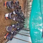 شتلات بشام