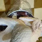 ديك رومي ذبح طازج