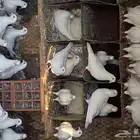 حمام فرنسي سوبر جانبو