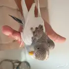 فروخ البادجي تم البيع