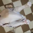 نصف ديك رومي طازج الذبح عن الطلب