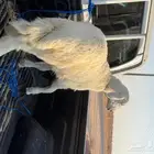 طليان ورخال ذبائح