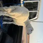 طليان ورخال حريه