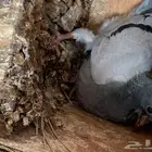 فراخة زاجل