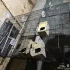البيع شبك
