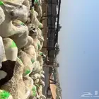 طليان سواكن