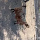 تم البيع تم البيع
