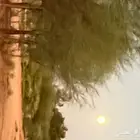 شتلات قرص للبيع