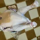 ديك رومي طازج