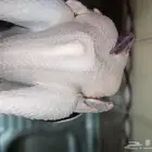 ديك رومي ذبح