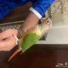 ببغاء كنيور اناناس لعوب واليف