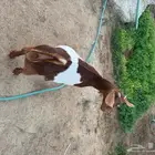 عناق لبانيه