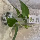 توزيعات نبات