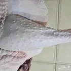 ديك رومي ذبح طازج عند الطلب