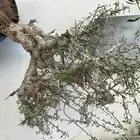 شتلات بيشم للبيع