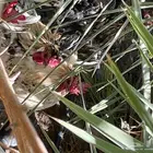 ديوك كوبرا _الاحساء