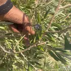 اشحار زيتون من بوصة الي5بوص و2 الي 4 متر