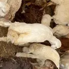 طليان حريه للمناسبات والعقائق