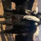 مراح جفرات جذعات عوارض صنف( تم البيع)