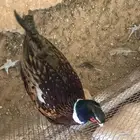 صوص طير الفزن الامريكي ( صوص فزن امريكي )