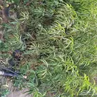 شتلات بخاره وورد طايفي وتين بلدي وشامي. وخوخ. كلها مشروطه