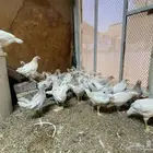 صوص بلدي ابيض ( تم البيع )