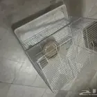 اقفاص للبيع نضيفه