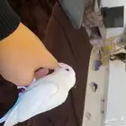 للبيع روز البينو عيون حمر