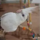 كروان البينو