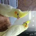 كروان أليف