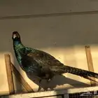أهل الزين فزن امريكي أزرق