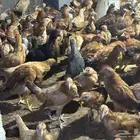صوص دجاج عمر شهرين