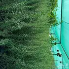 عروض شتلات إكليل الجبل