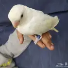 روز اليف جدا