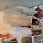 ديك رومي عند الطلب ذبح طازج