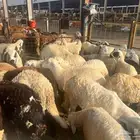 ذبائح تبدأ من 730 شامل الذبح و التوصيل لباب البيت