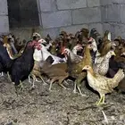 دجاج بلدي 3 شهور وبشاير