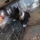 دجاج فيومي للبيع