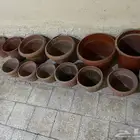 احولض نباتات