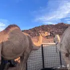 ناقه ضايعه