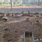 سمان فري احجام وصحه ما شاء الله