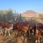 حسلان بلدي لرمضان عدد 10